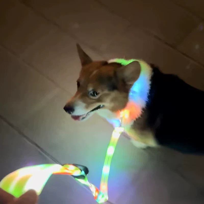 Dirfact | Glowing Pet Collar with LED Night Light for Dogs